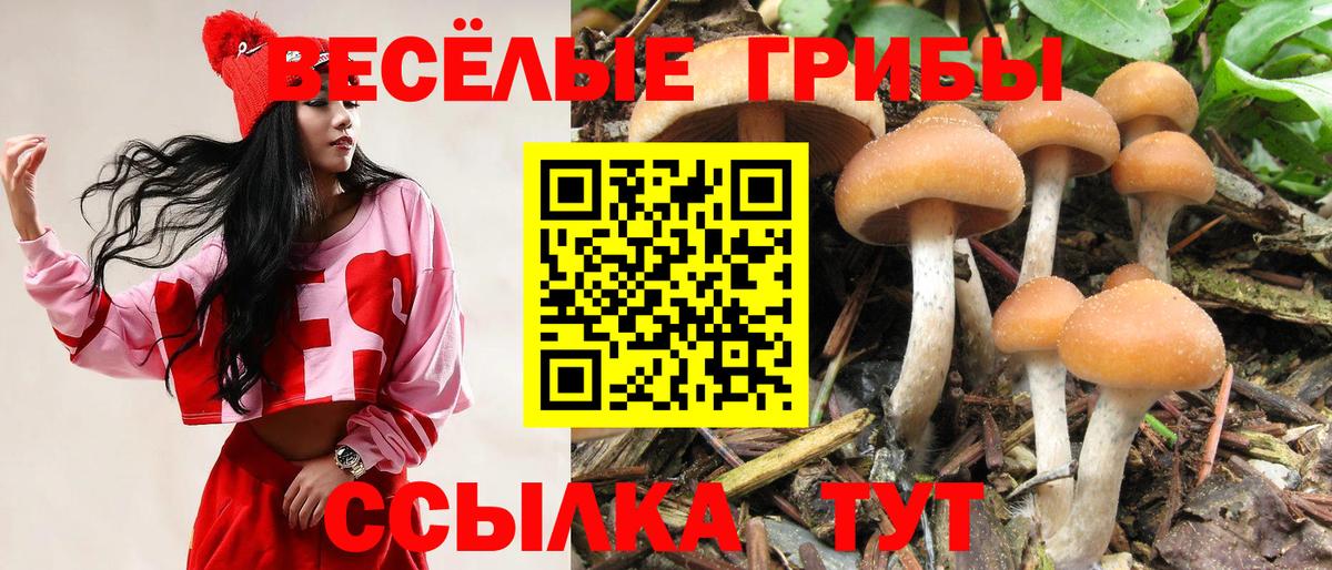 купить наркотики цена  Кузнецк  Псилоцибиновые грибы Psilocybine cubensis 